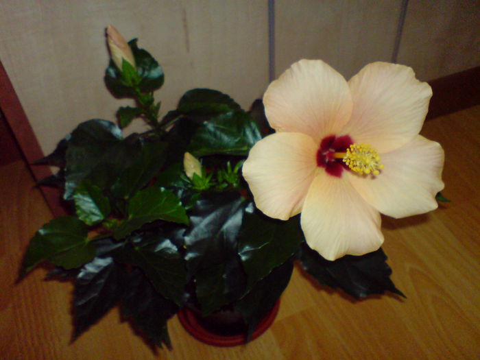 DSC00140 - Hibiscus 2015-2022