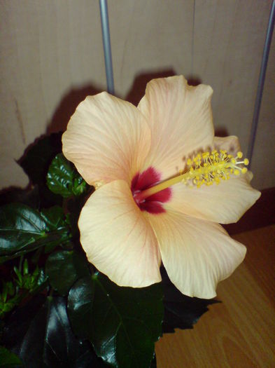 DSC00143 - Hibiscus 2015-2022