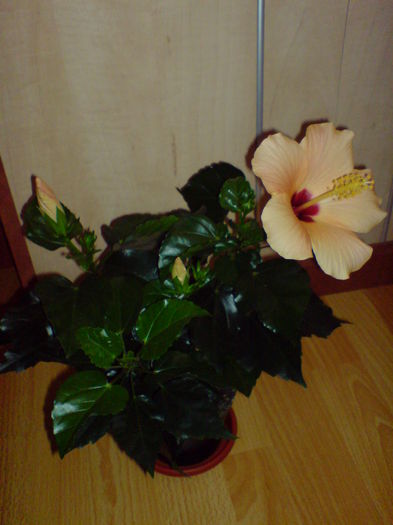 DSC00144 - Hibiscus 2015-2022