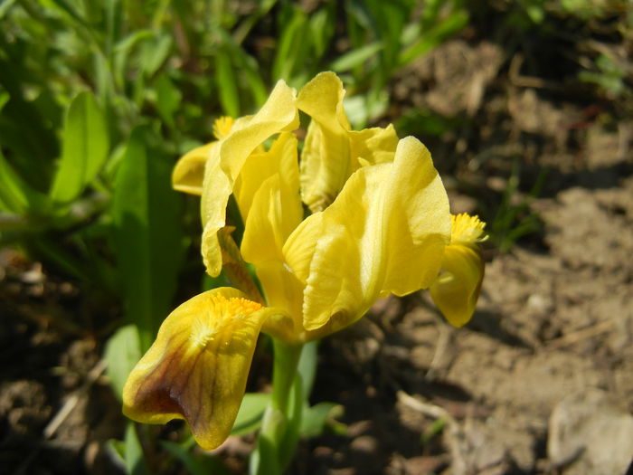 Iris pumila Yellow (2015, April 13) - Iris pumila Yellow