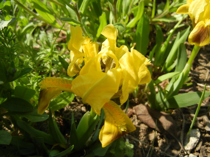 Iris pumila Yellow (2015, April 13) - Iris pumila Yellow