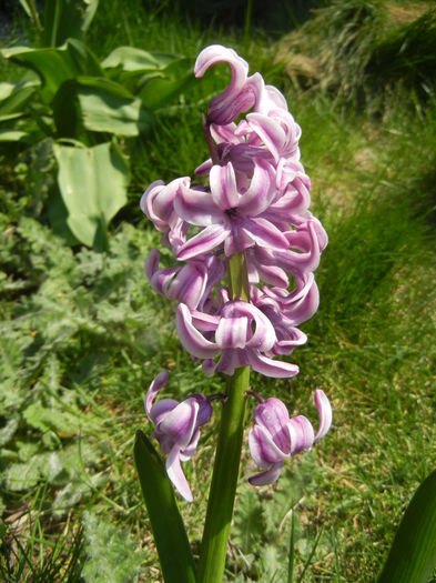 Hyacinth Splendid Cornelia (2015, Apr.13)