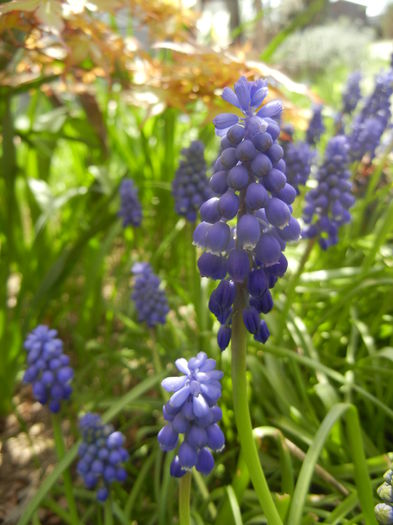 Muscari armeniacum (2015, April 13)