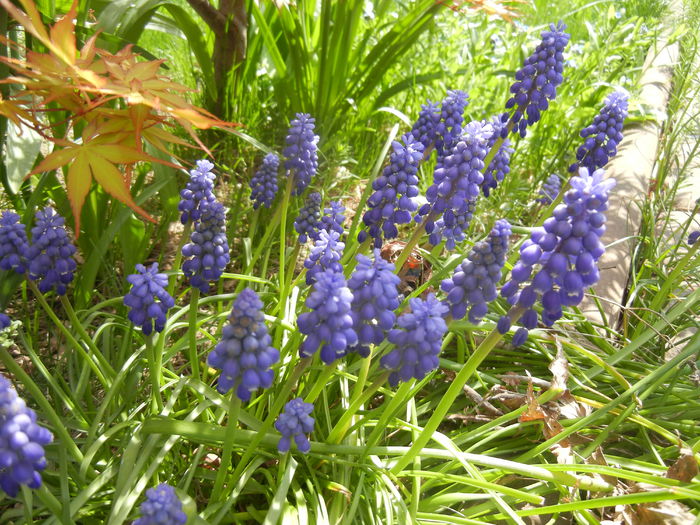 Muscari armeniacum (2015, April 13) - Muscari Armeniacum