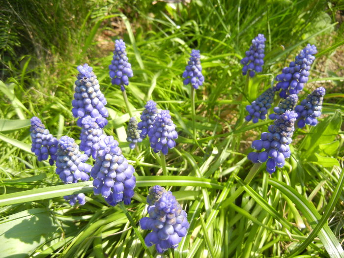 Muscari armeniacum (2015, April 13) - Muscari Armeniacum