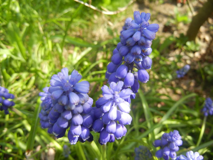 Muscari armeniacum (2015, April 13) - Muscari Armeniacum