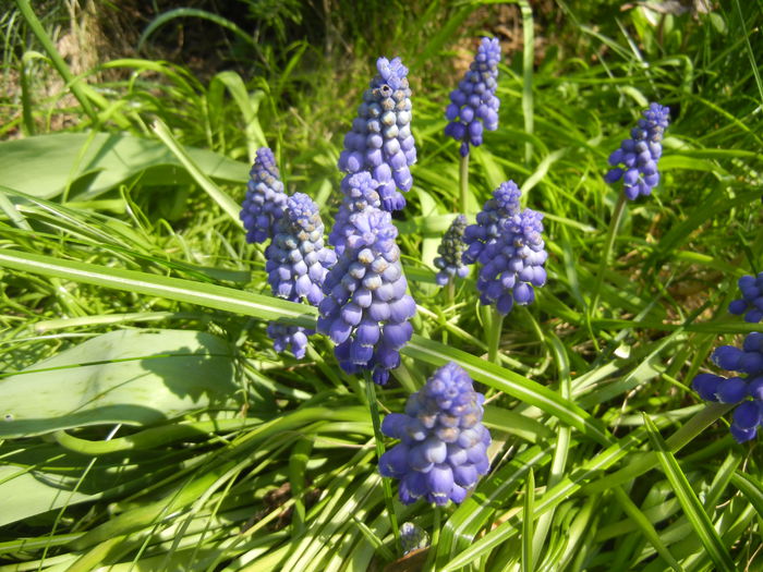 Muscari armeniacum (2015, April 13) - Muscari Armeniacum