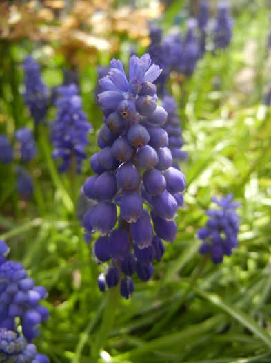 Muscari armeniacum (2015, April 13) - Muscari Armeniacum