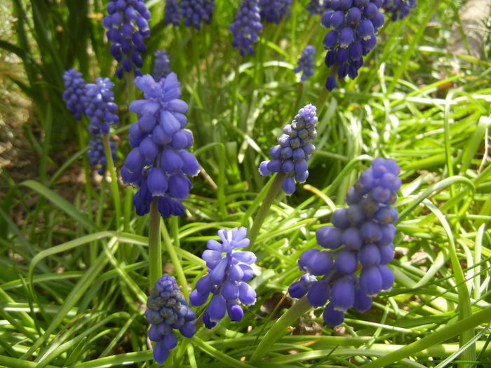 Muscari armeniacum (2015, April 13) - Muscari Armeniacum