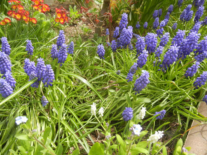 Muscari armeniacum (2015, April 15) - Muscari Armeniacum