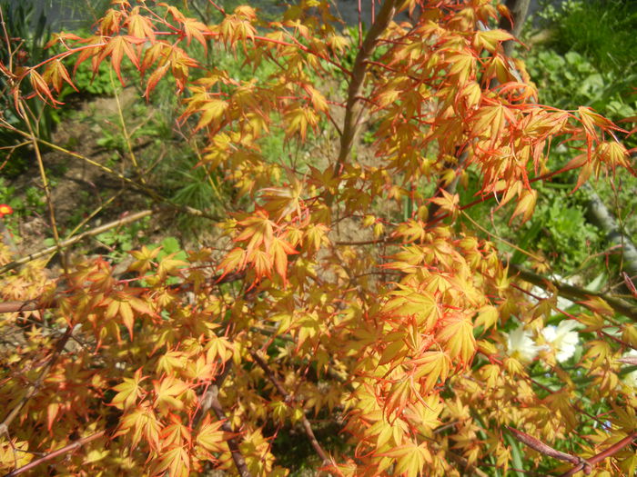 Acer palmatum Katsura (2015, April 13) - Acer palmatum Katsura