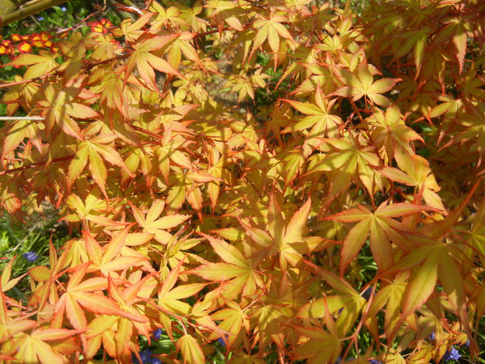 Acer palmatum Katsura (2015, April 13) - Acer palmatum Katsura
