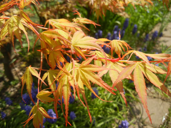 Acer palmatum Katsura (2015, April 13) - Acer palmatum Katsura