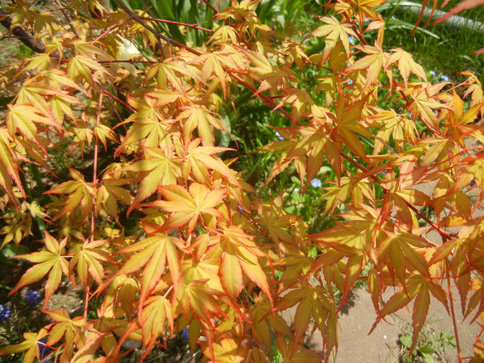 Acer palmatum Katsura (2015, April 13) - Acer palmatum Katsura