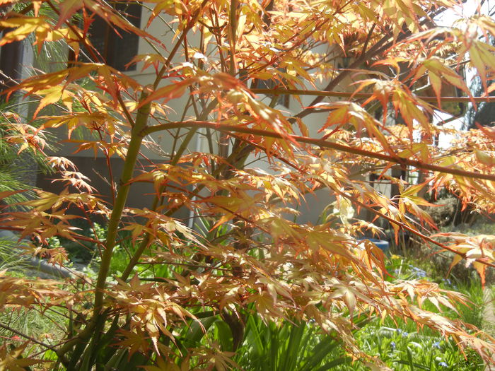 Acer palmatum Katsura (2015, April 13) - Acer palmatum Katsura