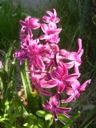 Hyacinth Woodstock (2015, April 13)