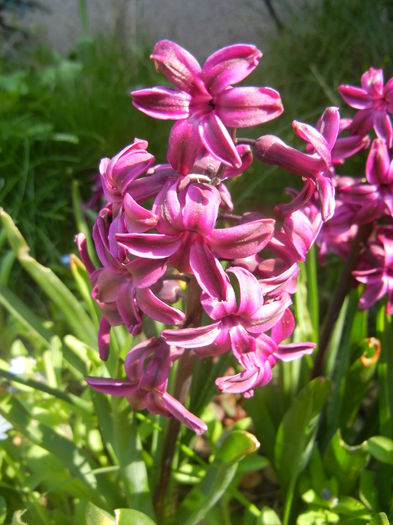 Hyacinth Woodstock (2015, April 13)