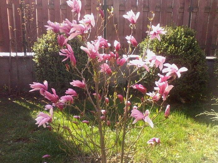 aprilie 2015 - Magnolia SuSan