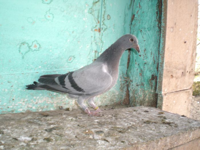 MATHIZ DESMET +V.D.WEGEN