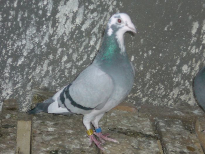 3 CLS. CA PUI" 150-338-531 KM rijckaert