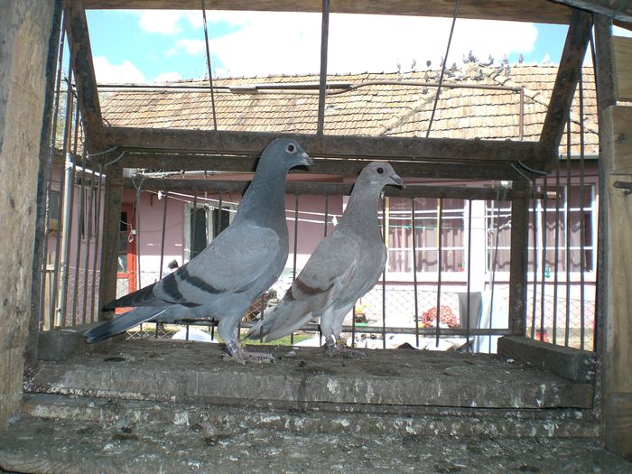 J.THELEN+KANIBAL+L.V.DICK+HASTEN