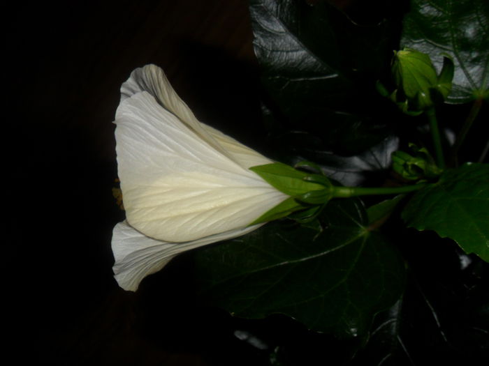 SAM_4286 - hibiscusi2015-1