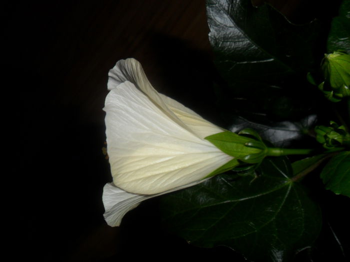 SAM_4287 - hibiscusi2015-1