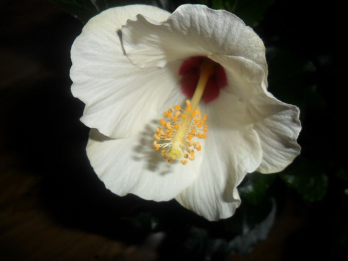 SAM_4288 - hibiscusi2015-1