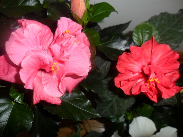 SAM_4301 - hibiscusi2015-1