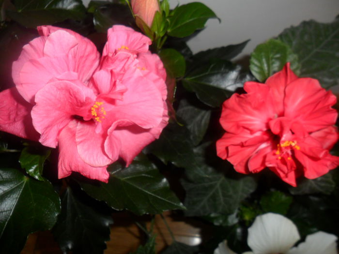 SAM_4302 - hibiscusi2015-1