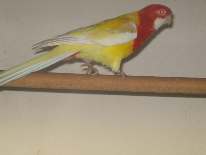 MASCUL ROSELLA LUTINO - ROSELLA LUTINO