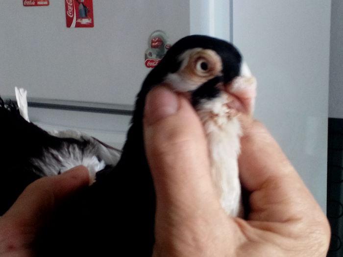 IMG_20150419_140157157; Mascul baltat pe negru
