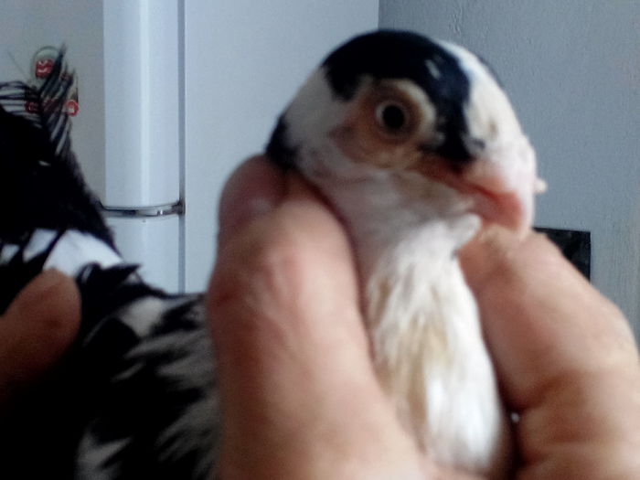 IMG_20150419_140229233; Mascul baltat pe negru
