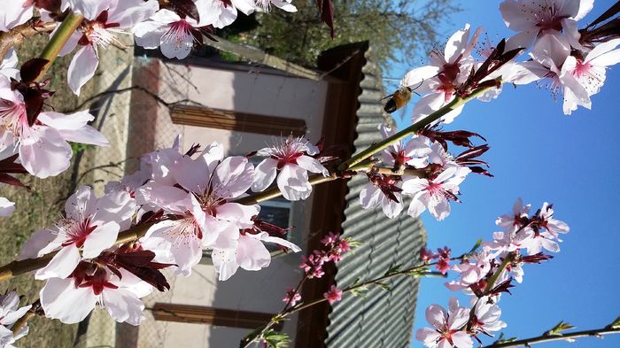 20150412_145613 - 4 aprilie
