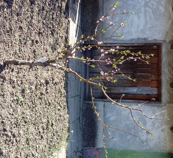 20150412_150059 - 4 aprilie