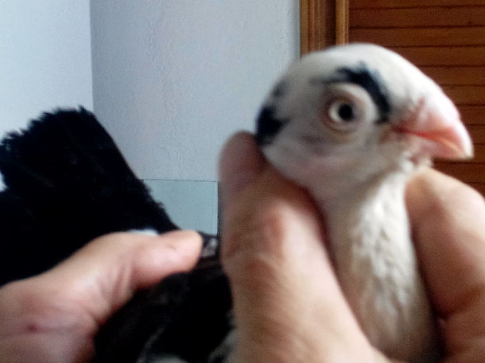 IMG_20150419_140404487; Masculi baltat pe negru
