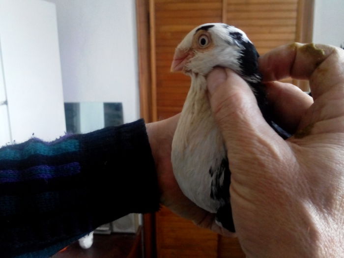 IMG_20150419_142347571; Mascul baltat pe negru
