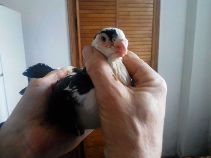 IMG_20150419_142504275; Mascul baltat pe negru
