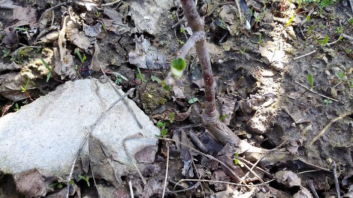 20150412_151022 - 4 aprilie