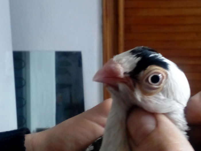 IMG_20150419_142901326; Femela baltat pe negru
