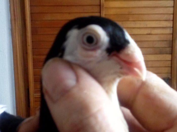 IMG_20150419_143020823; Femela baltat pe negru
