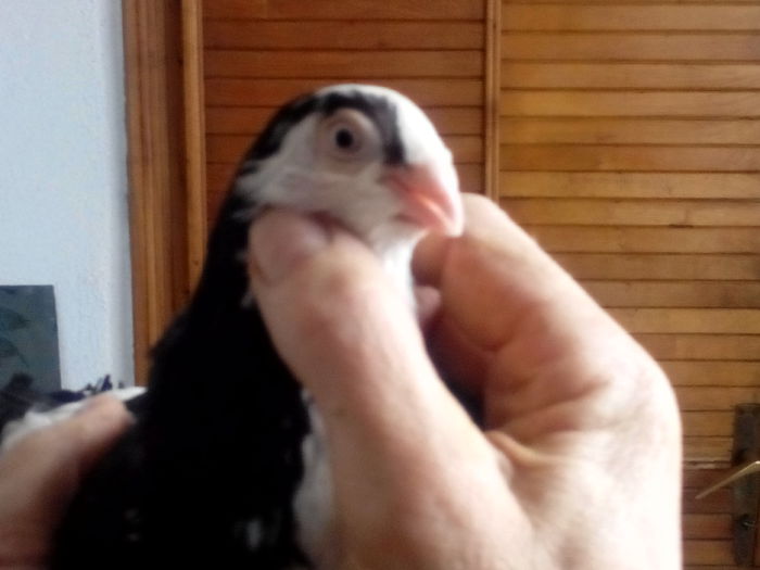 IMG_20150419_143147854; Femela baltat pe negru
