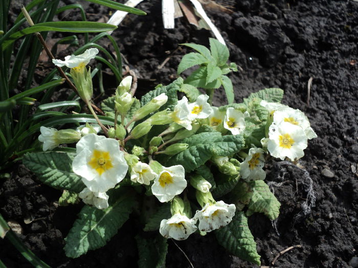 primula venita din zapada; Mihaela Ciucanu

