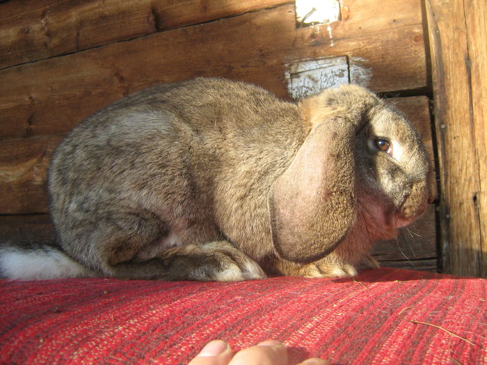 mascul - Arhiva iepuri