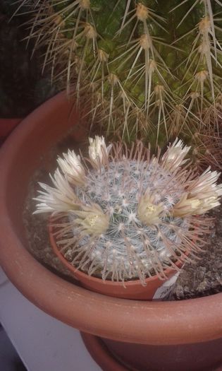 IMG-20150419-WA0002 - Cactusi