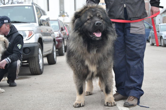 DSC_0655; Grigorie:campion moldova,transnistria,basarabia,grand champion moldova..ivingator club..10 x B.O.B.. tatal Tashei
