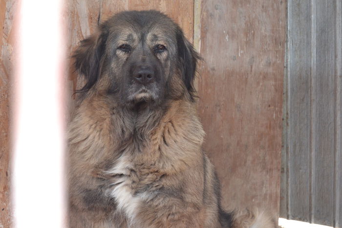 DSC_0189; betty..nepoata campionul mondial.. mama Tashei
