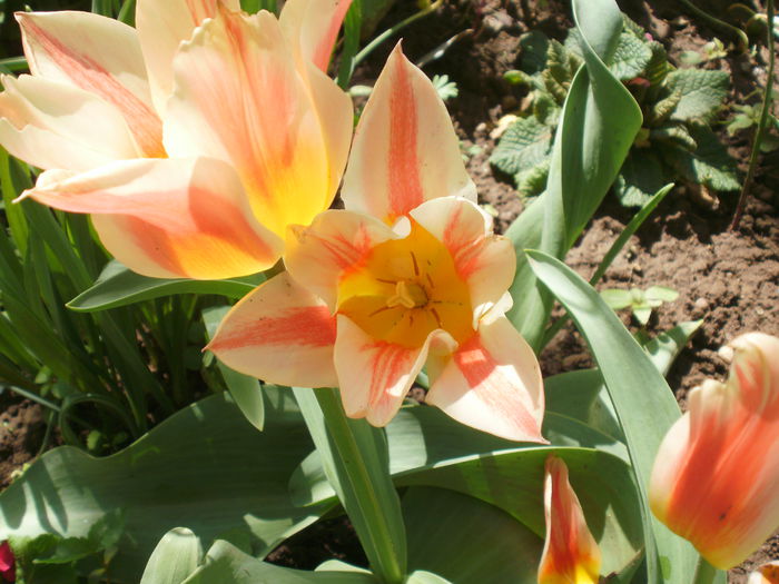 P1210293 - Primavara 2015