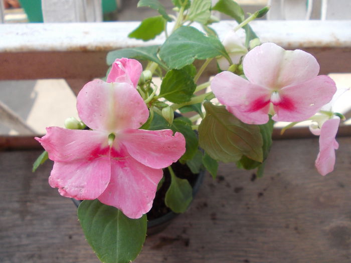 DSCN5380 - Impatiens 2015