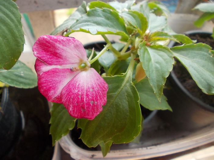 DSCN5384 - Impatiens 2015